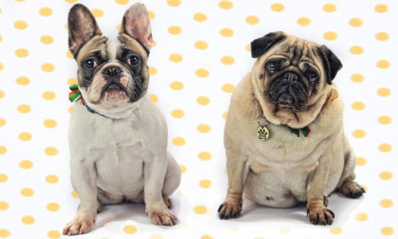 French Bulldog and Pug puppies most illegally imported ...
