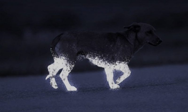New reflective spray launched to ‘save pets’ lives’