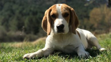Consumer gut health trends reach pet food sector