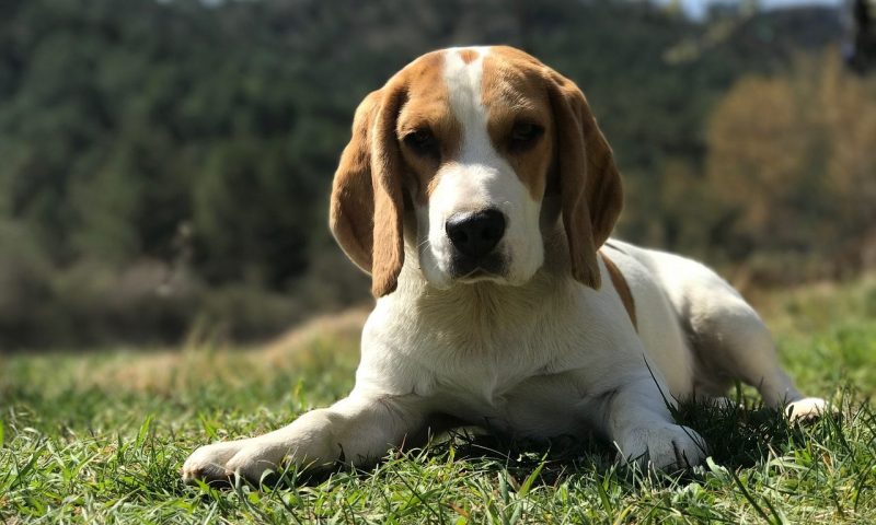 Consumer gut health trends reach pet food sector