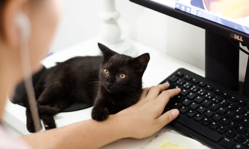 RSA launches online pet insurance claims service