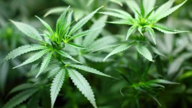 Alternative healthcare: cannabis-based pet products