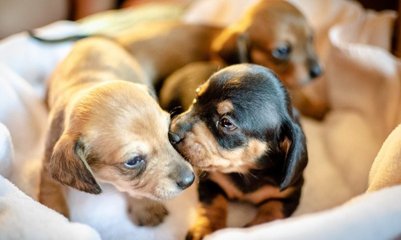 BVA urges owners and breeders to use pre-mating health testing