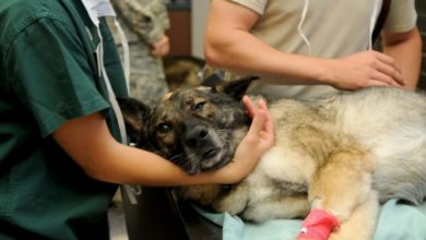 RCVS and BVA call for vet surgeons to be restored to Shortage Occupation List