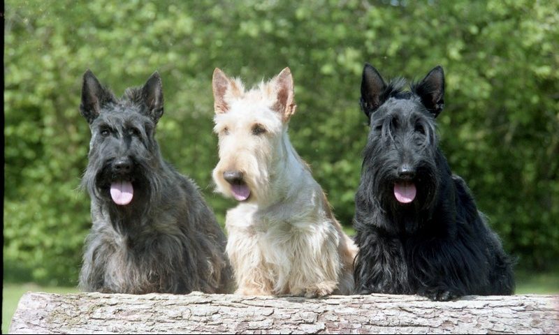Scottie dogs in danger according to Kennel Club list