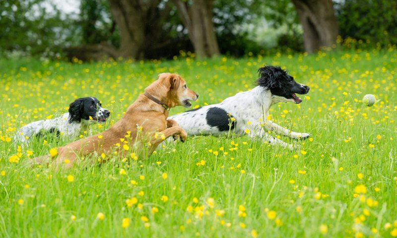 Company of Animals launches new ‘car safety’ harnesses