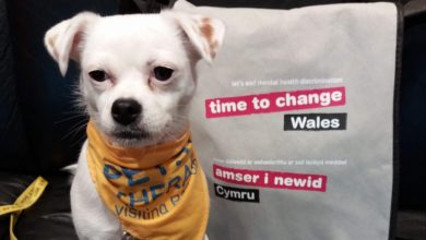 Pet therapy introduced to help college learners