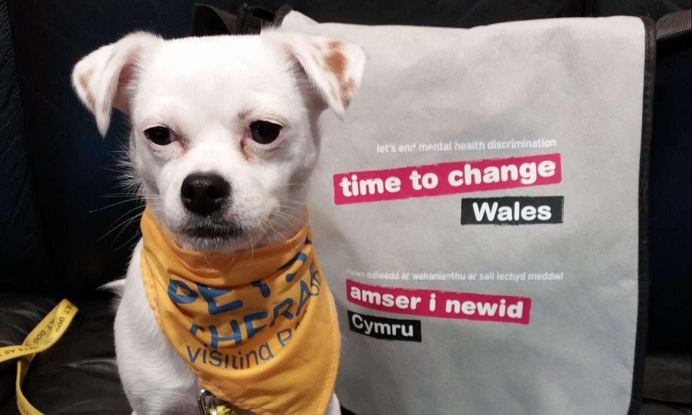 Pet therapy introduced to help college learners