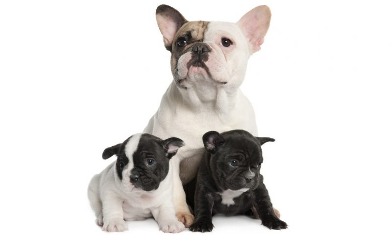 French Bulldogs ‘more prone’ to birthing problems