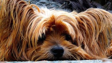 Your say: 2019’s pet sector trends