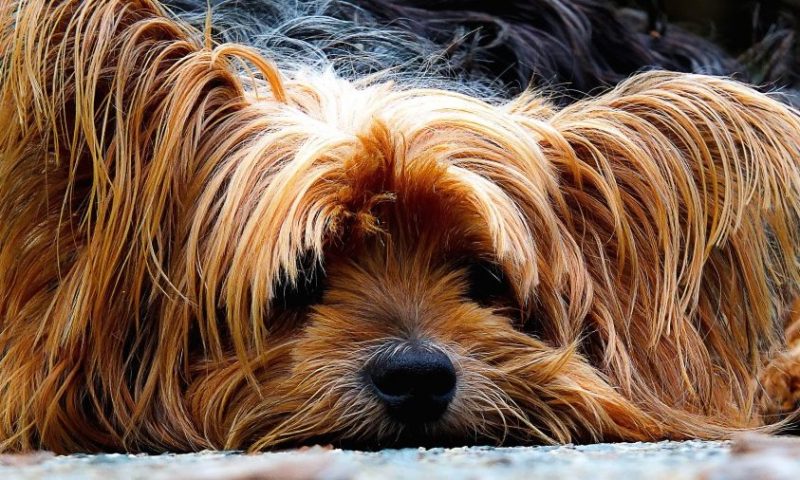 Your say: 2019’s pet sector trends