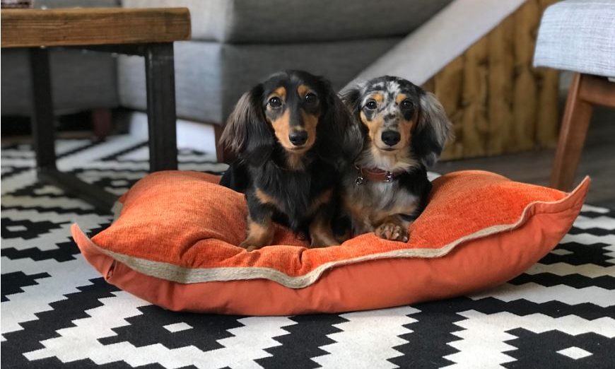 Rosewood Pet Products launches new product line
