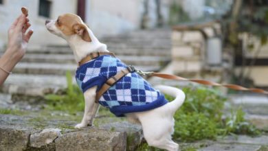 Dog food brands missing ‘key nutritional information’ on labels