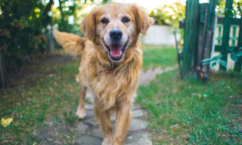 Vetoquinol launches new Flexadin Advanced