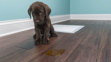 Aroma Petcare Solutions launches ‘unique’ odour banishing product