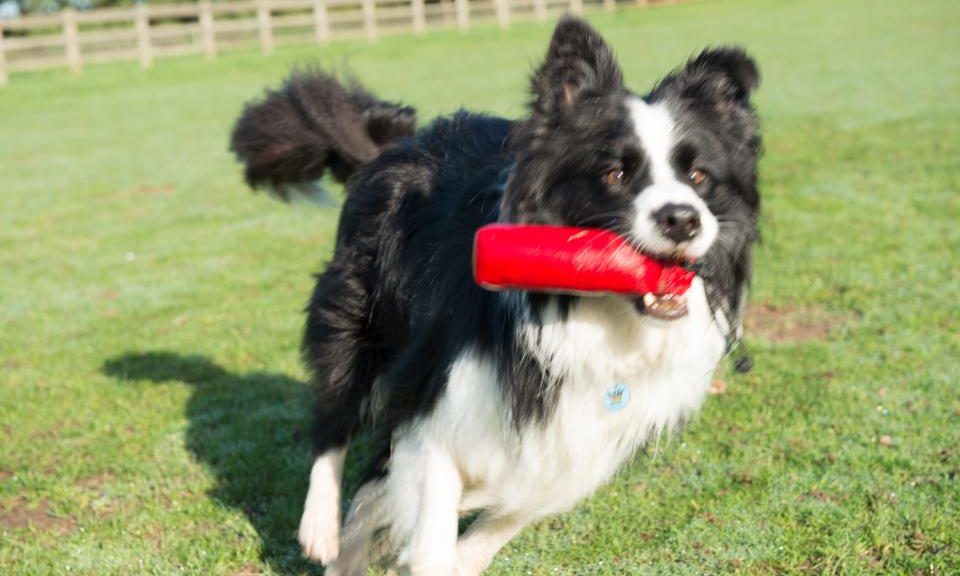 Company of Animals adds new products to Halti range