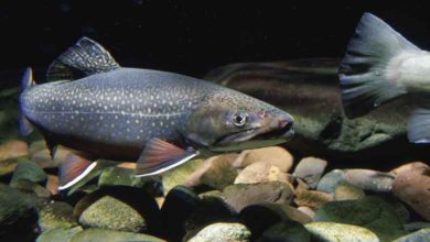 OATA supports new freshwater fish conservation programme