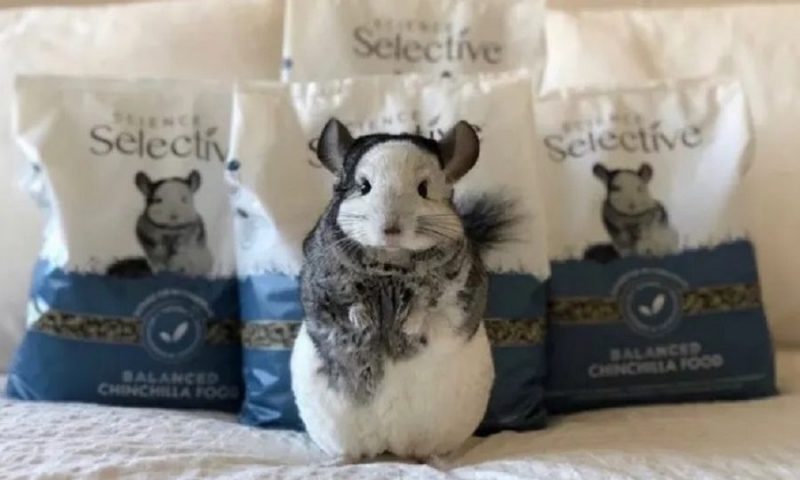 Supreme selective sales chinchilla food