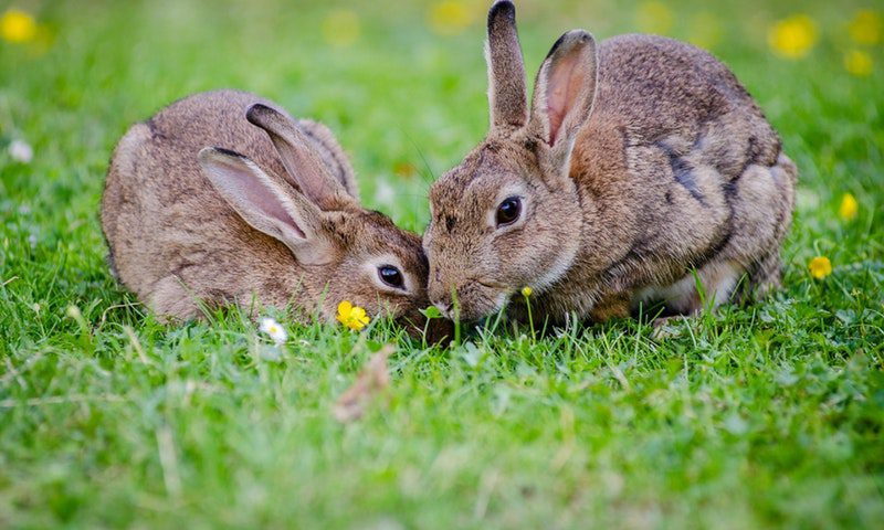 RWAF to hold conference in Birmingham