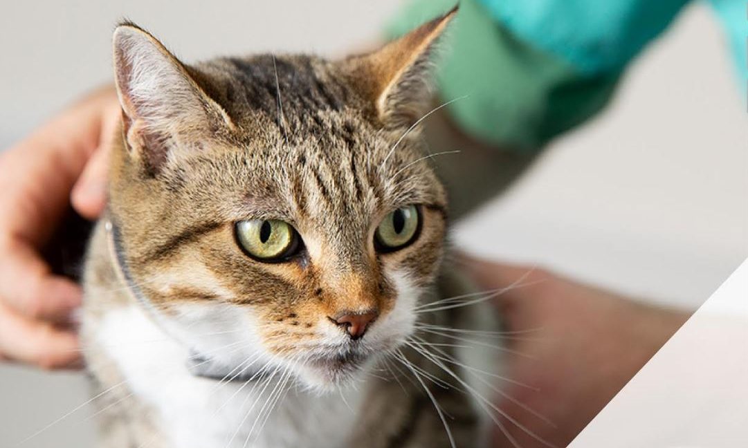 Felcana receives investment for international expansion