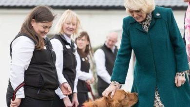 Oscar and Hooch partners with Medical Detection Dogs