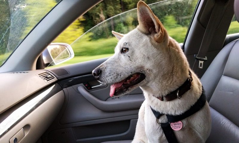 Pet owners ‘flock’ to vets over post-Brexit travel concerns