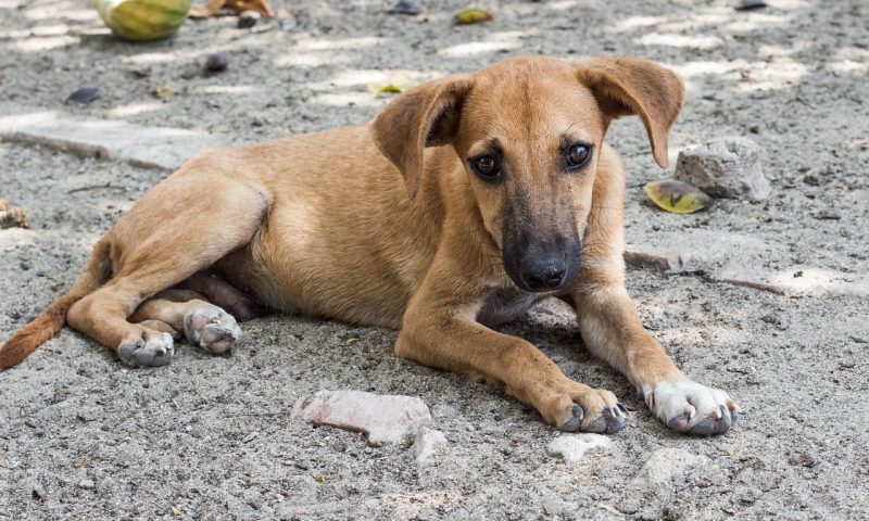 Mars Petcare teams up with HSI to tackle animal welfare