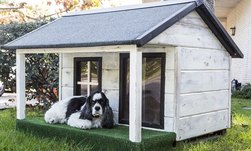 UK spends up to £1.5bn on dog holiday boarding