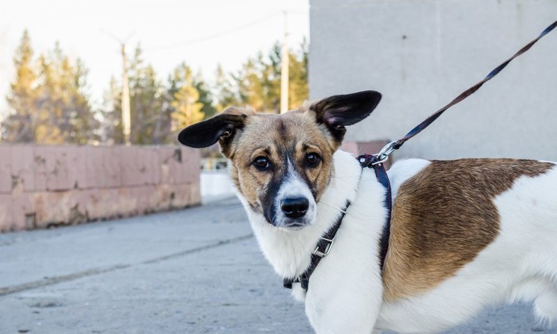 PFMA lists the UK’s top 10 pets