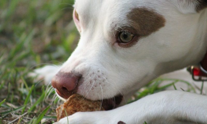 Raw meat diet ‘risk to dog and owner’, study finds