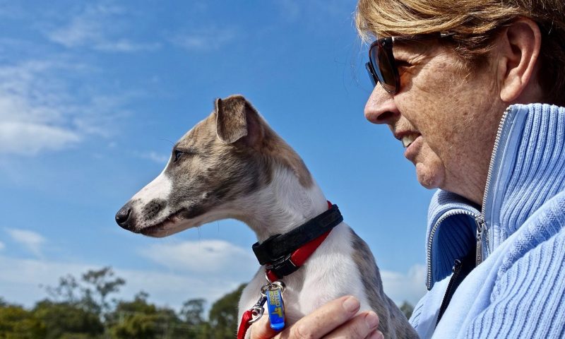 Webbox launches dog matching tool