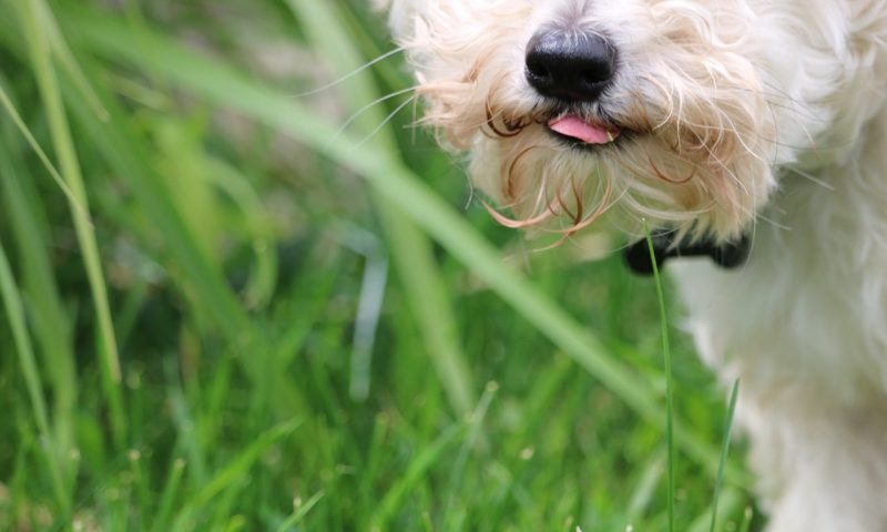 PFMA addresses raw food concerns