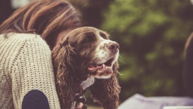 A quarter of dog owners ‘not prepared for costs’