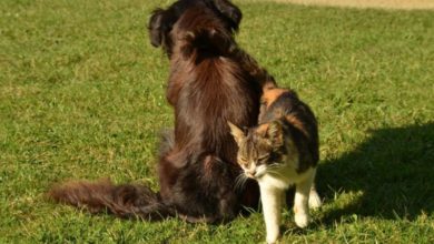 Tech start-up to use AI in ‘world first’ to judge pet competition
