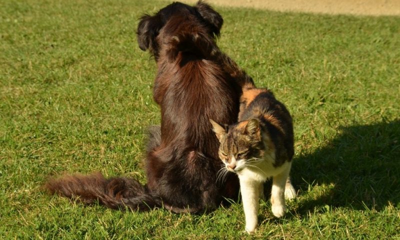 Tech start-up to use AI in ‘world first’ to judge pet competition