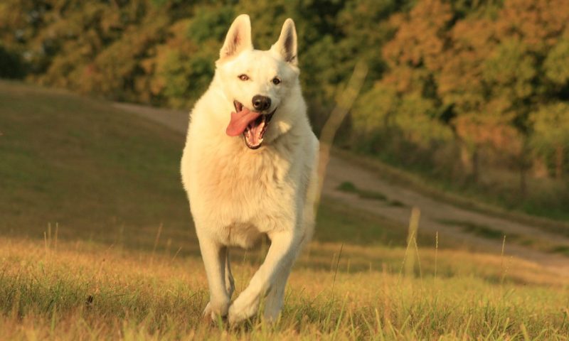 PitPat launches monthly membership to reward healthy dogs