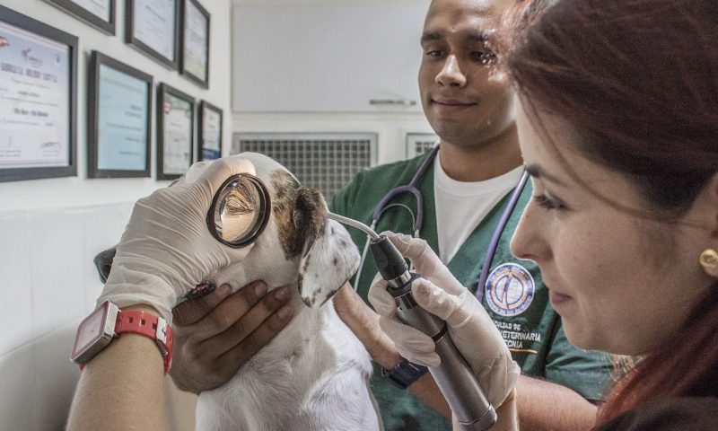 VMD lays out preparations for medicinal supply in no-deal Brexit