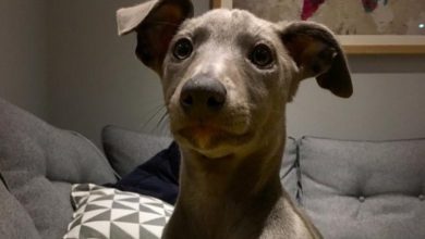 The Puppy Contract: a case study