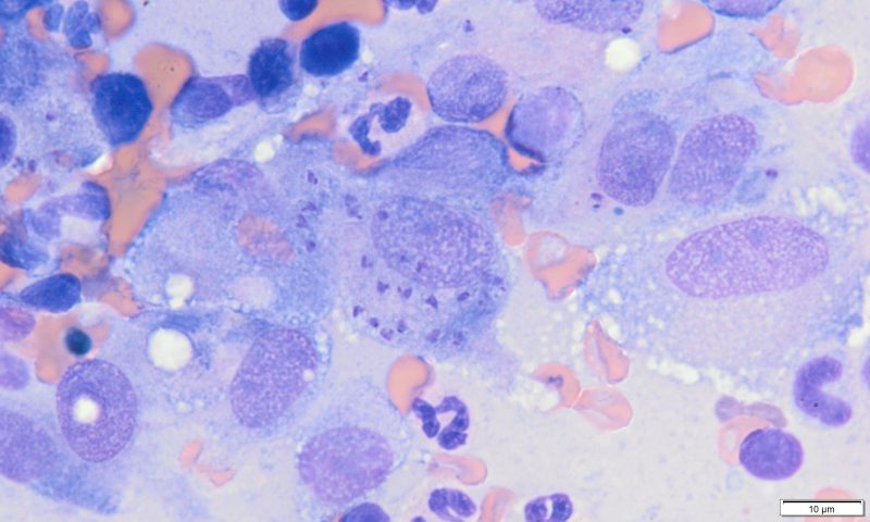 RVC sees first case of leishmaniosis transmission between UK dogs