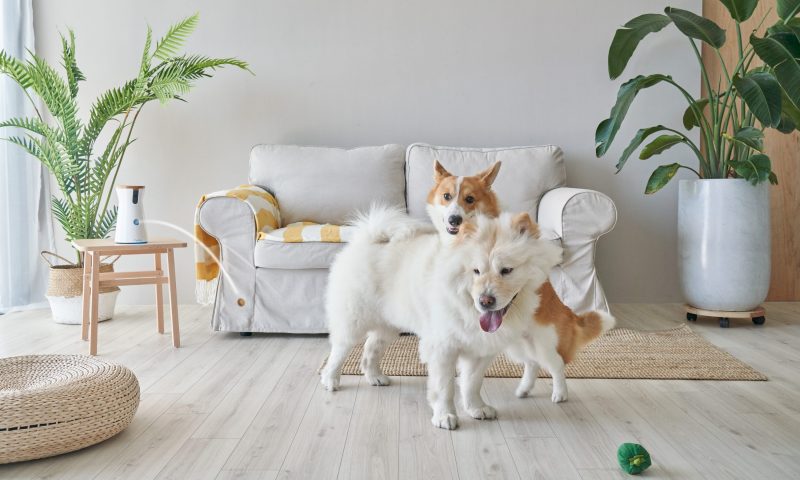 Company Q&A – Tomofun