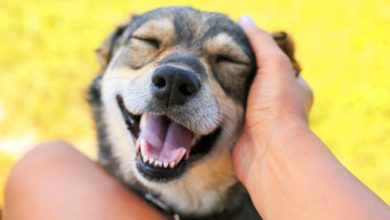 ‘Hero dogs’ raise money for those without homes