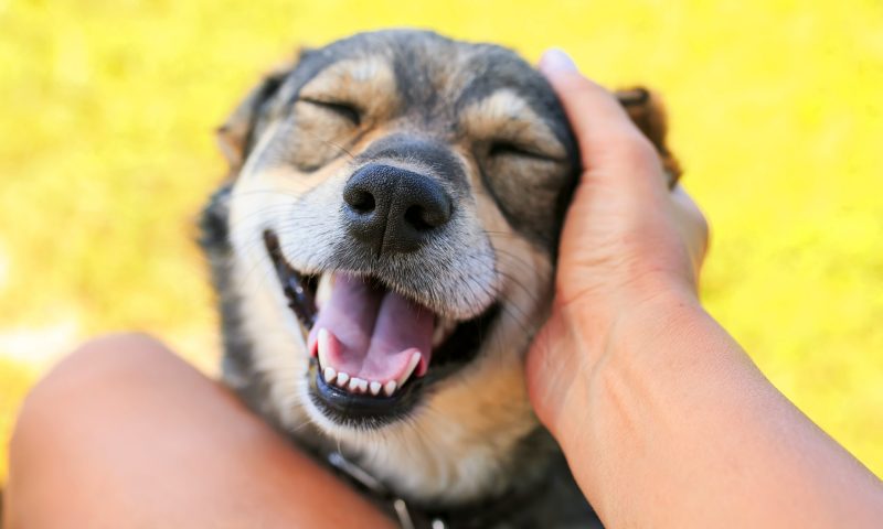 ‘Hero dogs’ raise money for those without homes