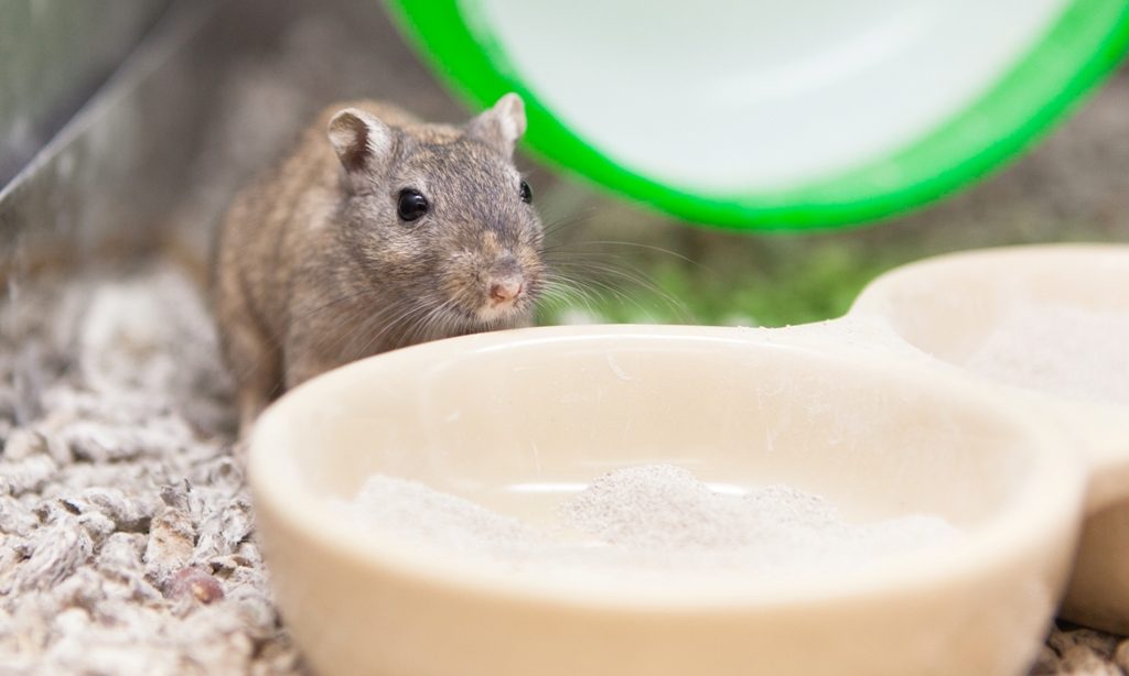 PIF announces canine behaviour seminar