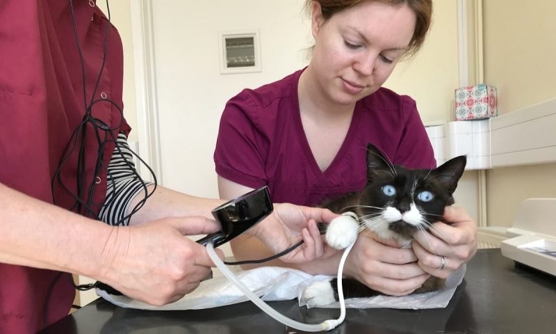 Ceva launches feline hypertension initiatives