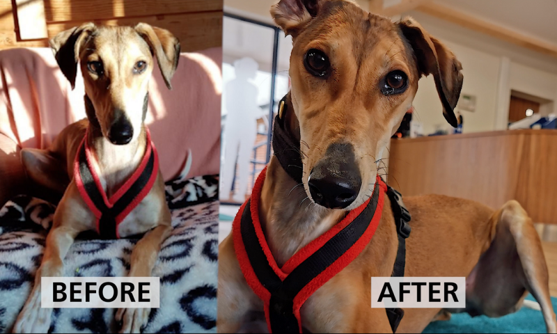 Huawei and Louis Smith join forces with RSPCA to rehome pets