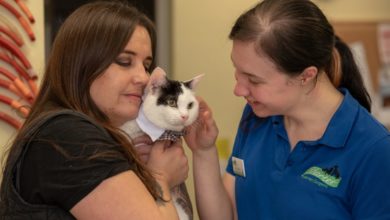 Cat undergoes ‘gender reassignment’ to save life
