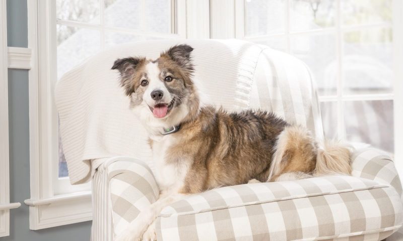 PetSafe Brand launches ‘innovative’ behavioural training products