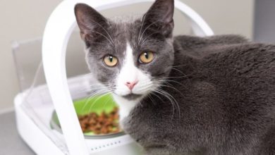 Sure Petcare launches new tech to help owners monitor feeding