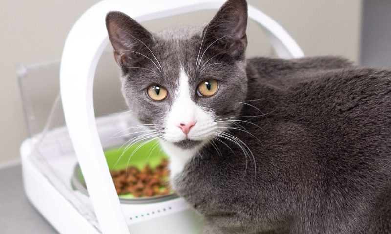 Sure Petcare launches new tech to help owners monitor feeding