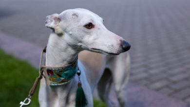 Taking the stress out of trends in the pet industry